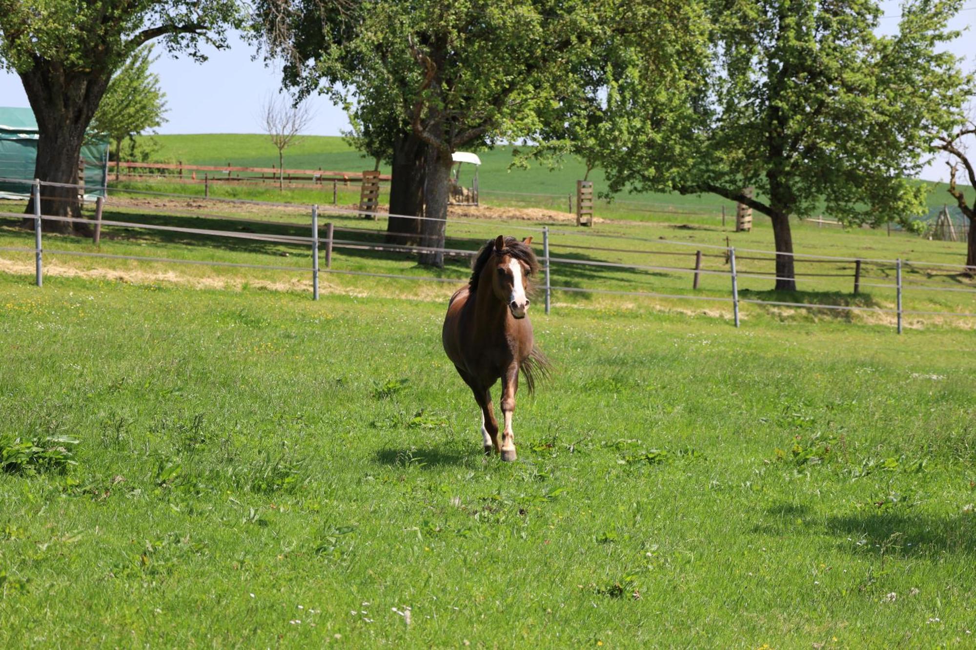 Ferienwohnung Hippenhof Hohenfels  Zewnętrze zdjęcie
